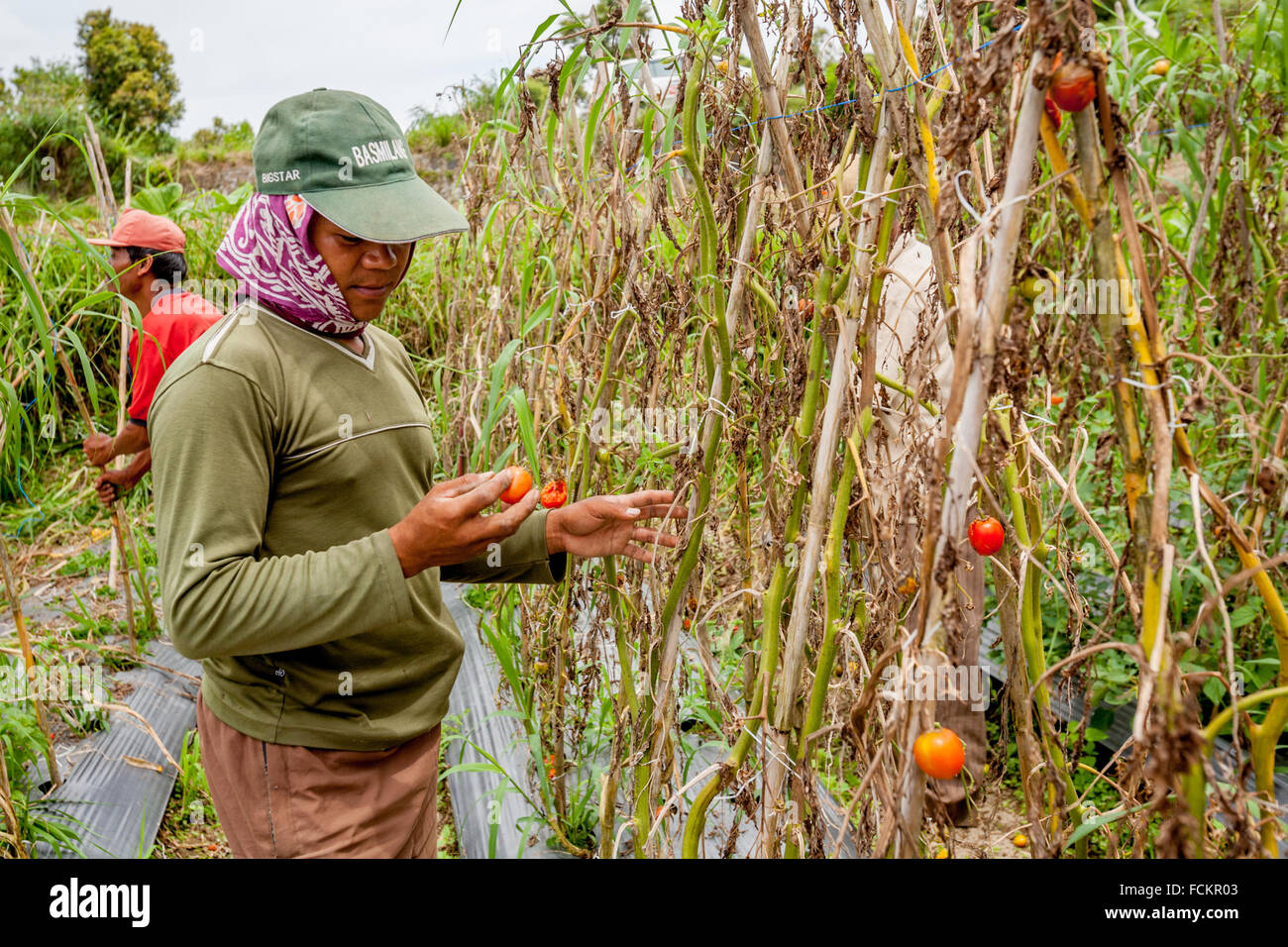 Farmers harvesting tomatoes at a tomato farm in Solok, West Sumatra, Indonesia. Stock Photo