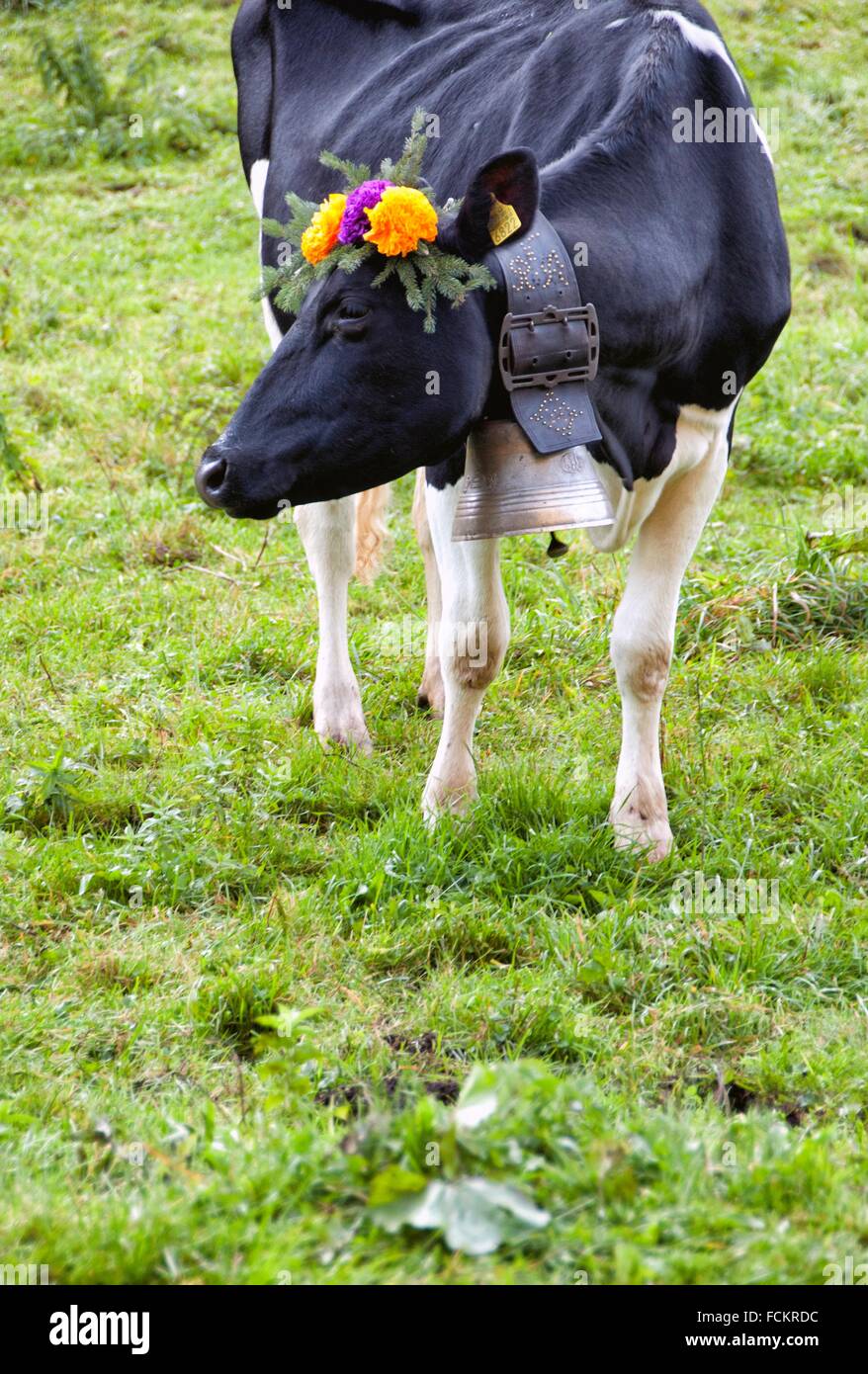 portrait of Swiss cow decorated with flowers and huge bell, desalpes