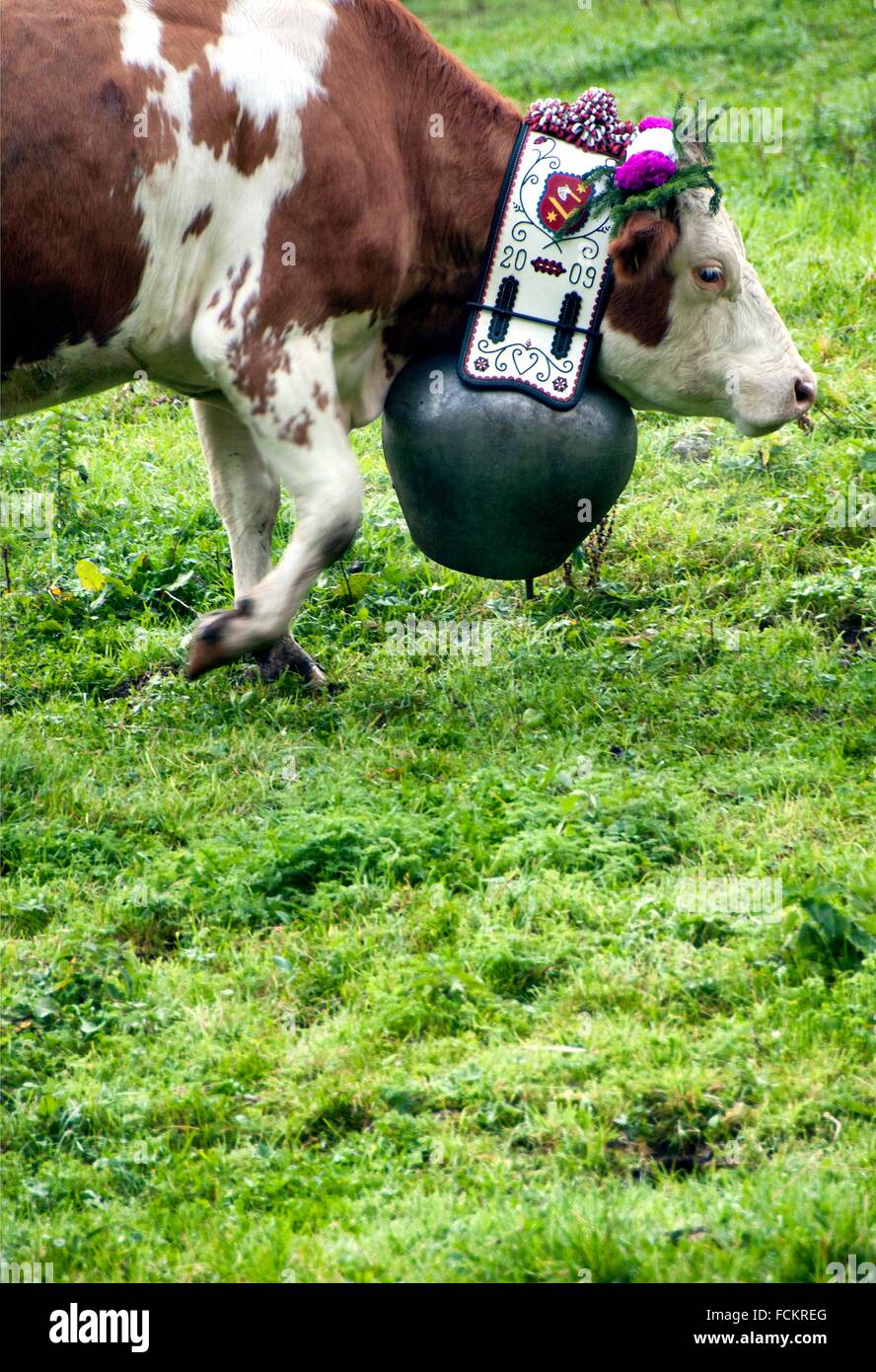 portrait of Swiss cow decorated with flowers and huge bell, desalpes