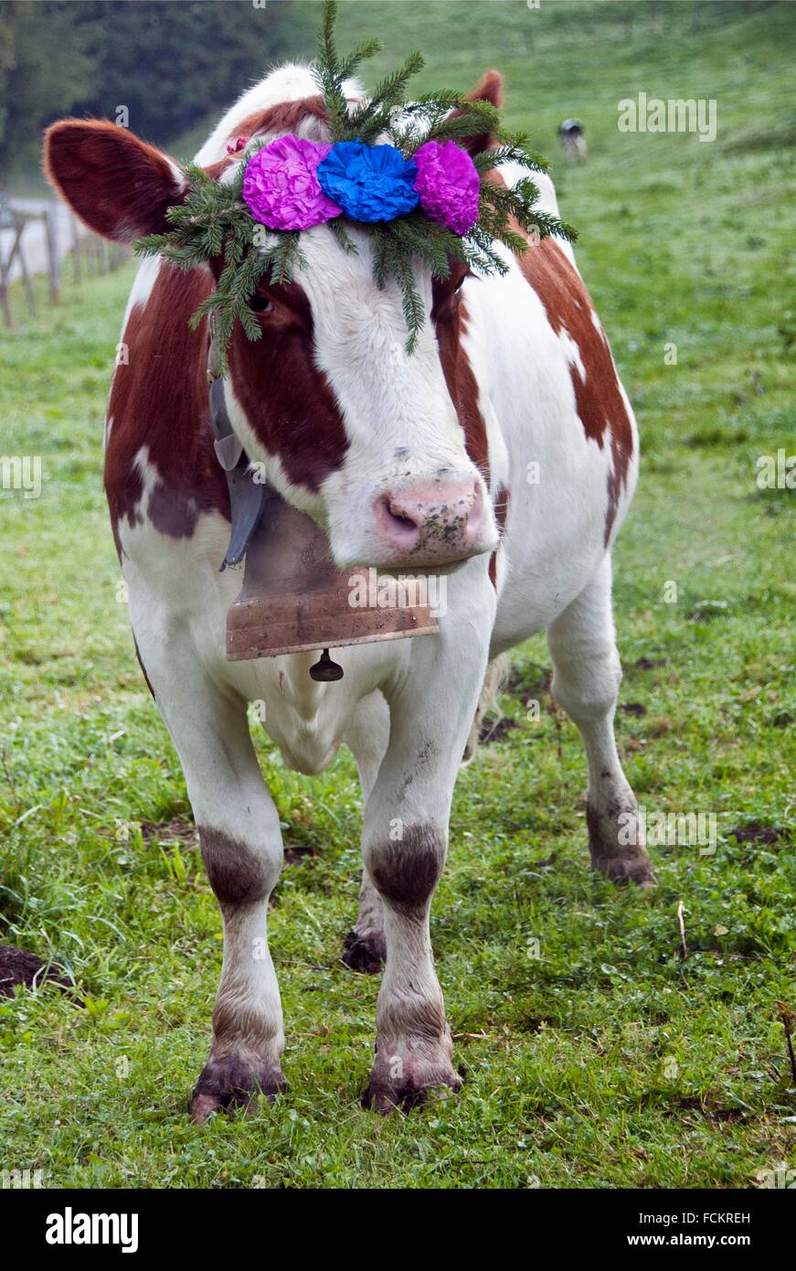 Cow decorated with flower hires stock photography and images Alamy