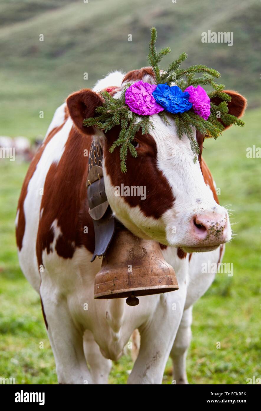 portrait of Swiss cow decorated with flowers and huge bell, desalpes