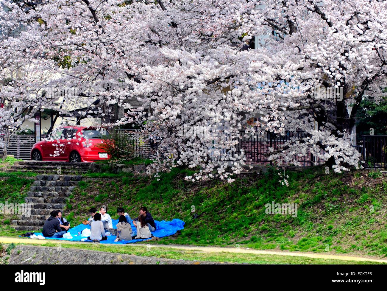 Sakura time, Kyoto, Japan, Asia Stock Photo Alamy