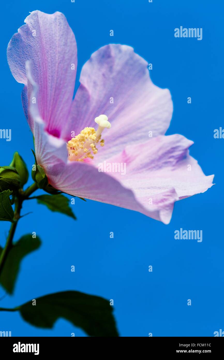Hibiscus syriacus. Althaea syriacus. Valencia. Spain Stock Photo Alamy