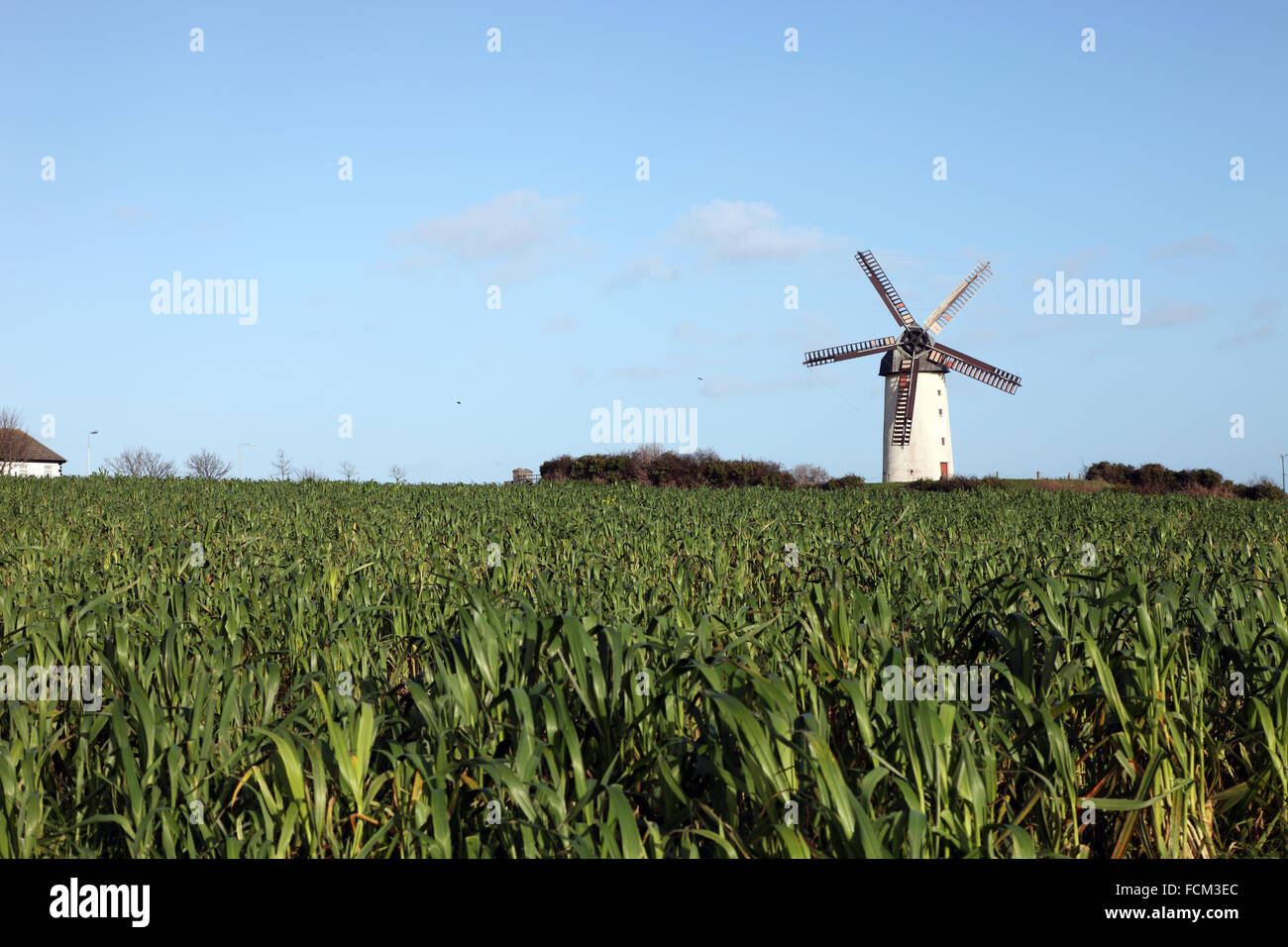 Crops growing Skerries Great Windmill Stock Photo