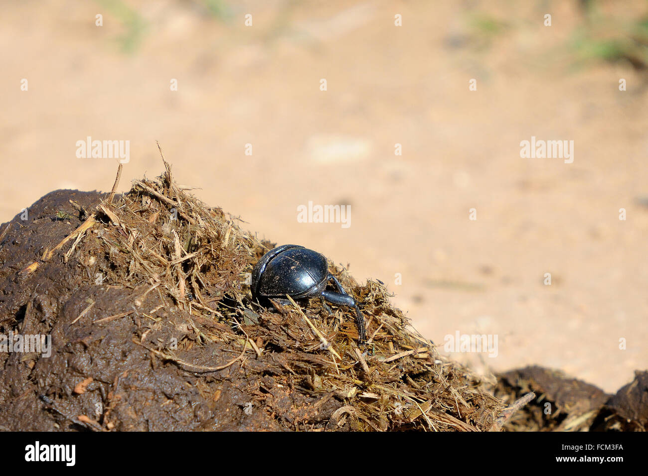 Flightless Dung Beetle on elephant dung in the Addo Elephant National Park, South Africa. Stock Photo