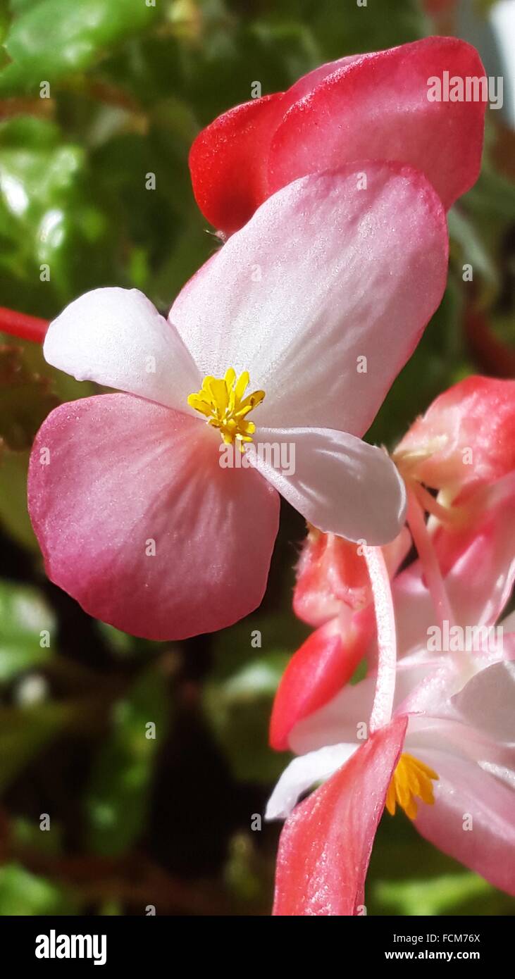 Begonia flower macrophotography Stock Photo