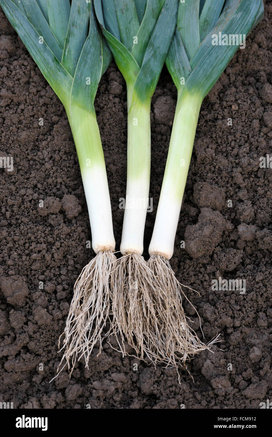 Freshly dug and washed leeks in a vegetable garden, variety Musselburgh. Stock Photo