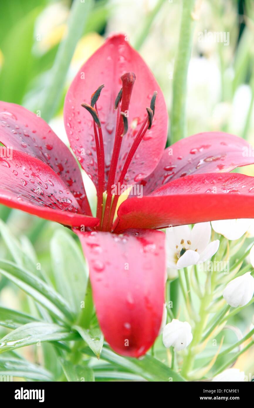 A bright red Asiatic lily flower (Lilium bulbiferum croceum), isolated  Azores islands Stock Photo - Alamy