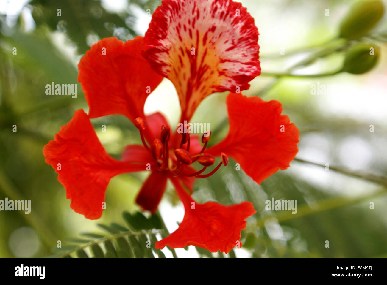 Delonix regia, Gulmohar, Royal Poinciana, deciduous ornamental tree with fern like leaves and red spotted flowers, avenue tree Stock Photo