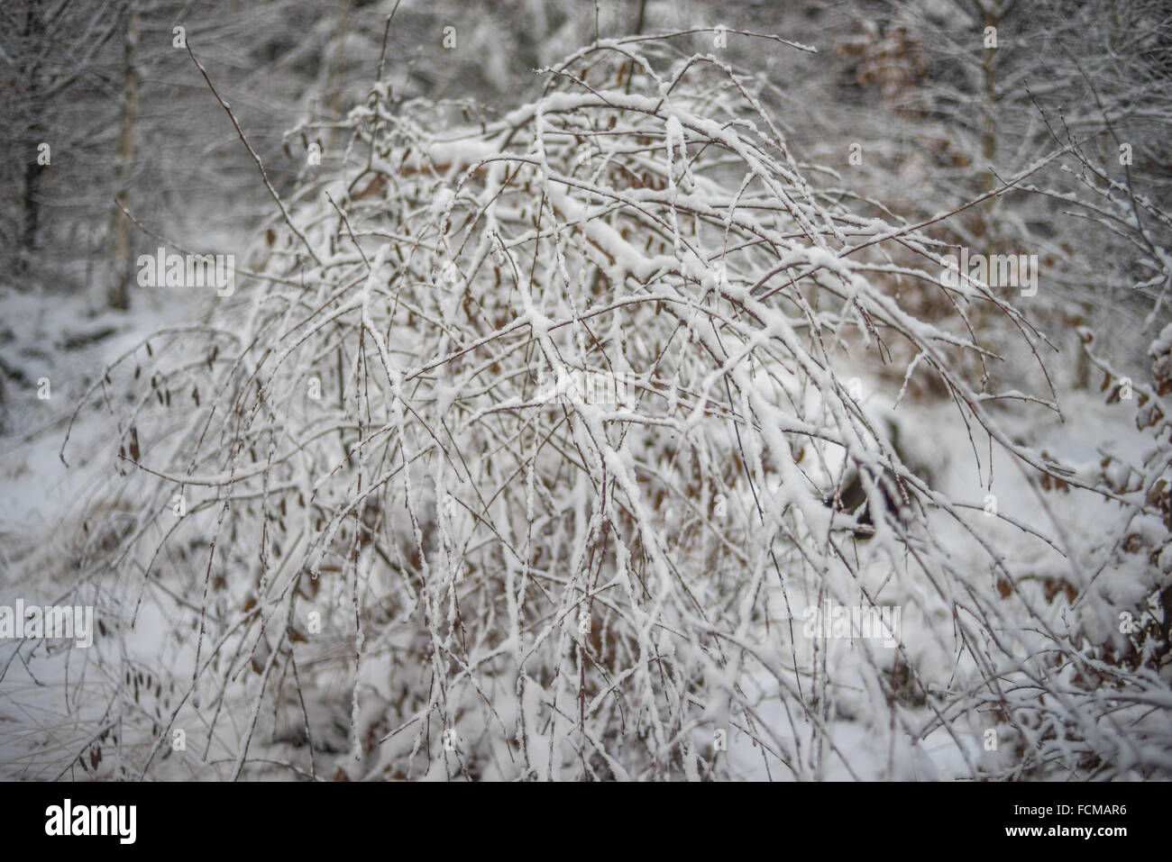 Twigs covered with pure fresh white snow Stock Photo