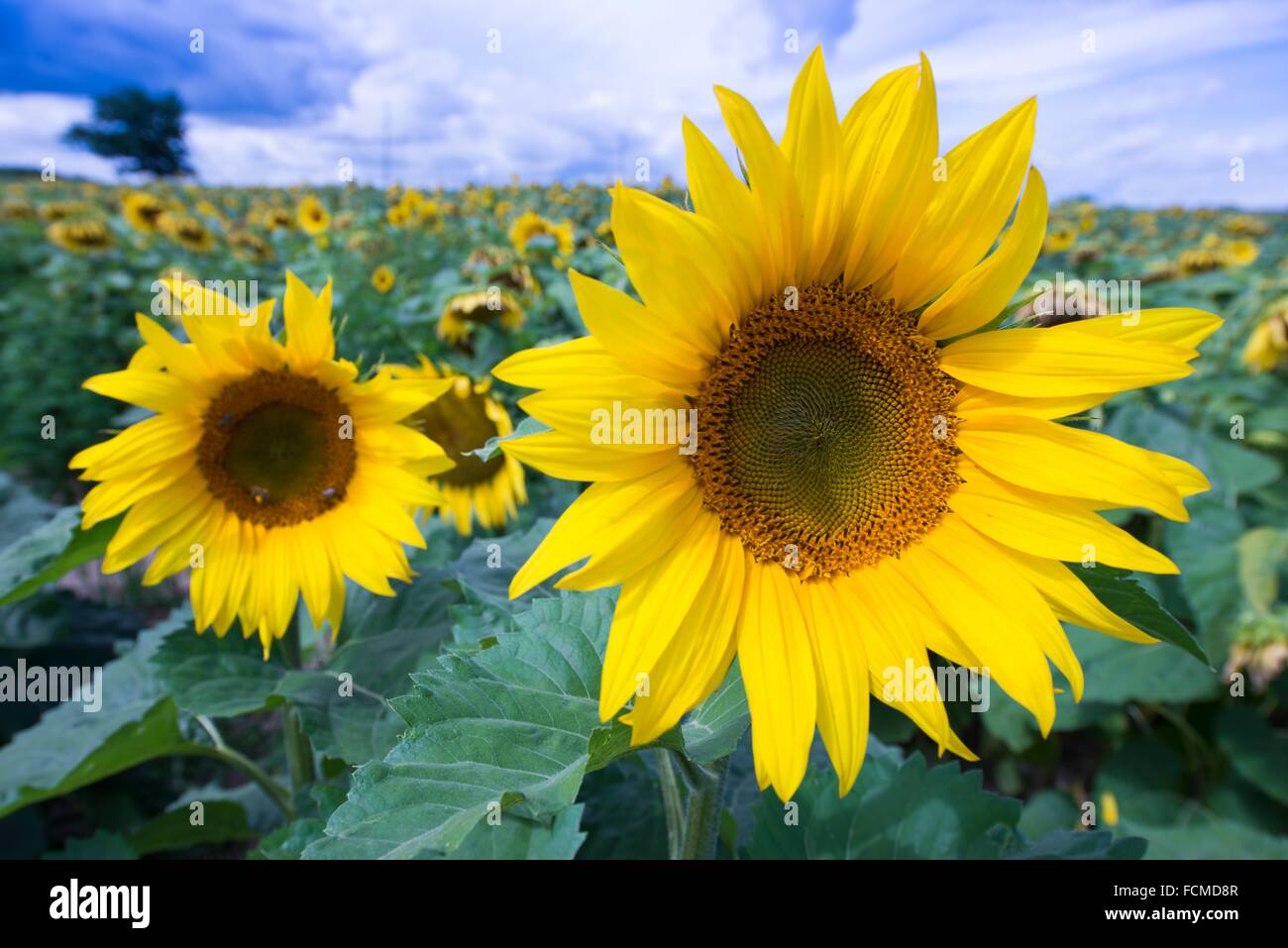 Sunflowers, Prince Edward County, Ontario, Canada Stock Photo Alamy