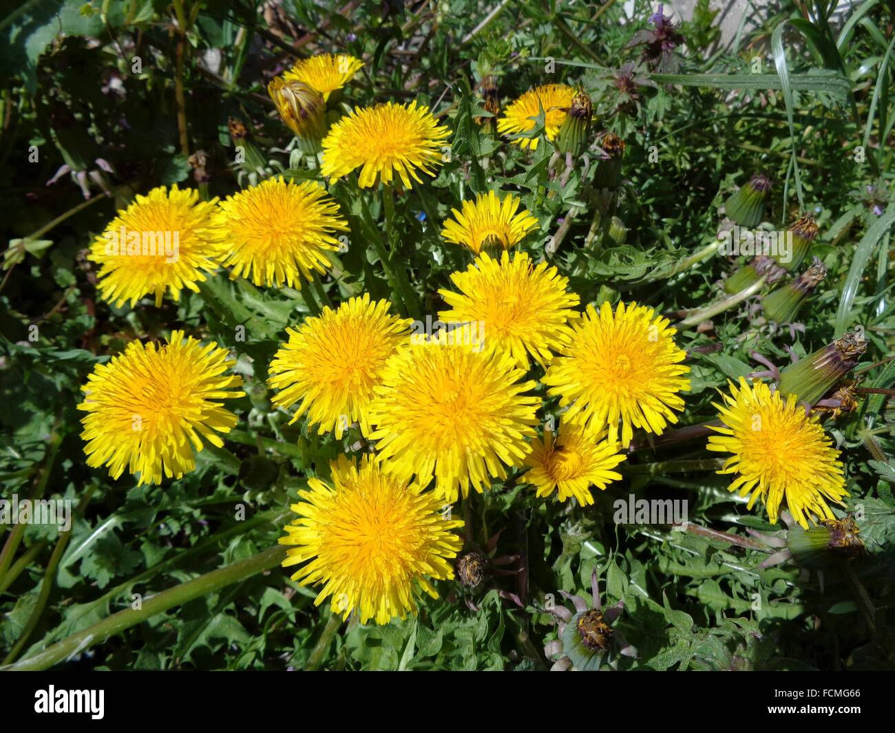 Taraxacum officinale Stock Photo - Alamy
