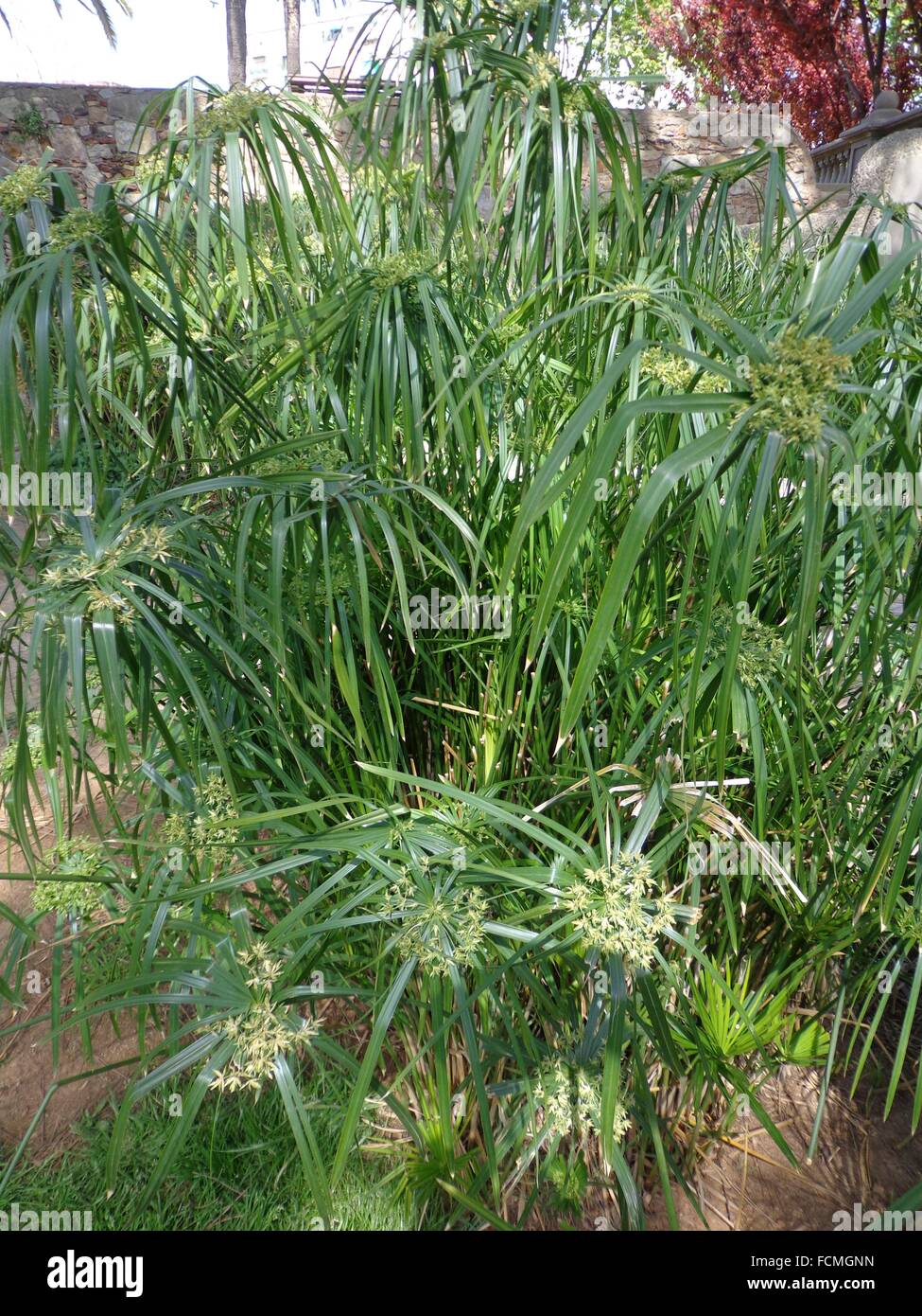 Papiro High Resolution Stock Photography and Images Alamy