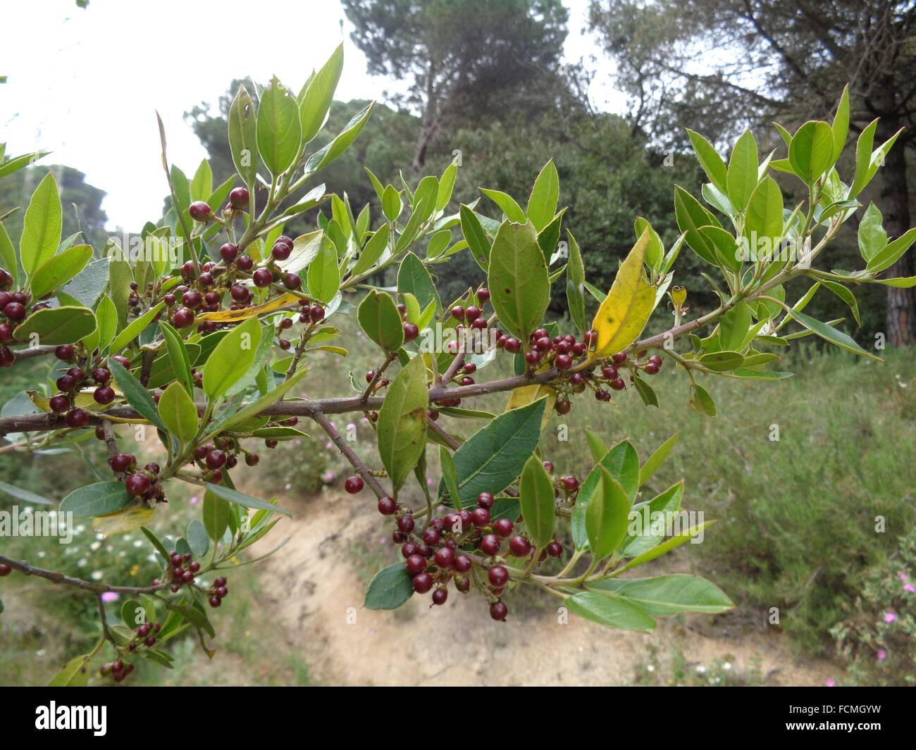Rhamnus alaternus hires stock photography and images Alamy