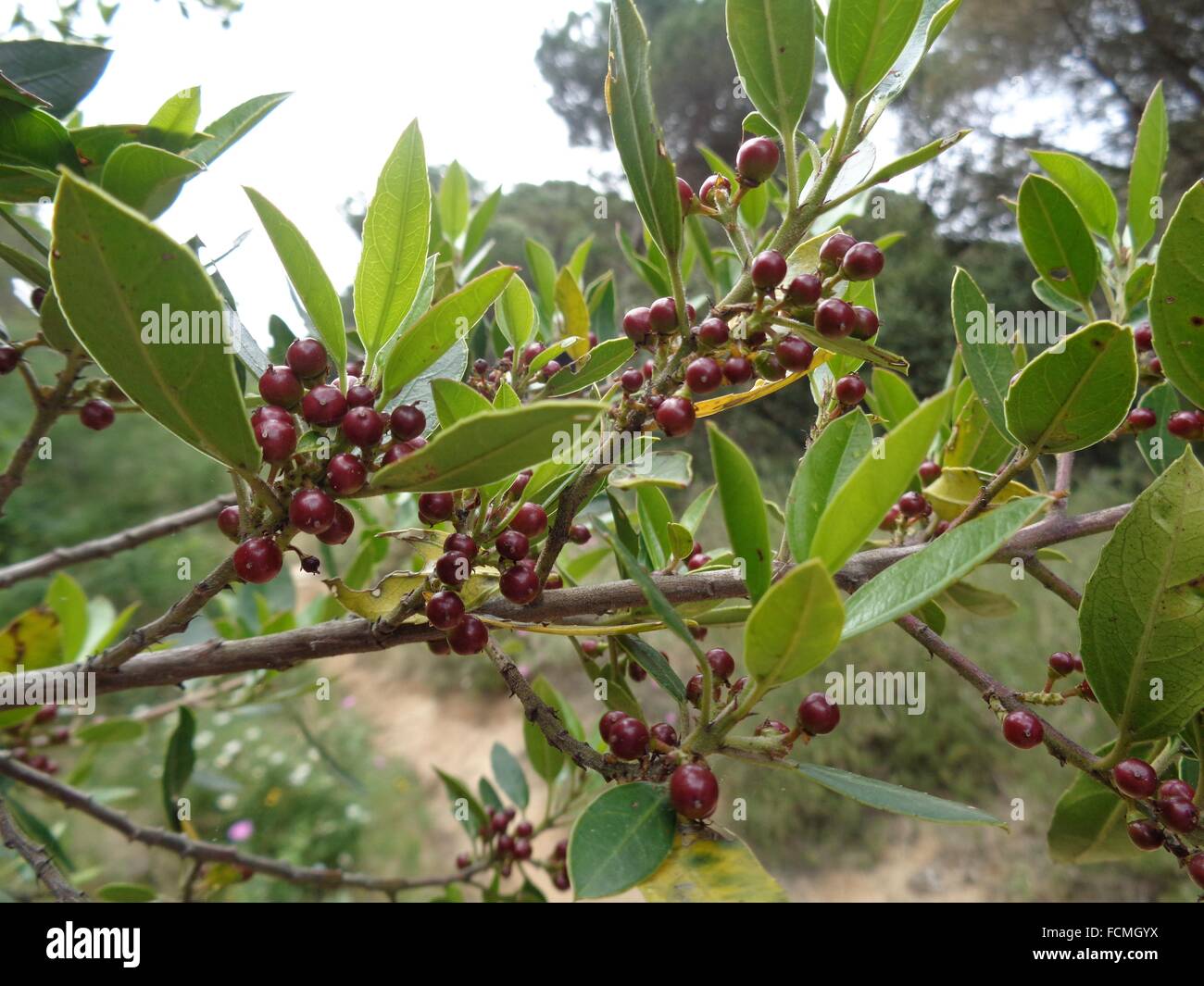 Rhamnus alaternus hires stock photography and images Alamy