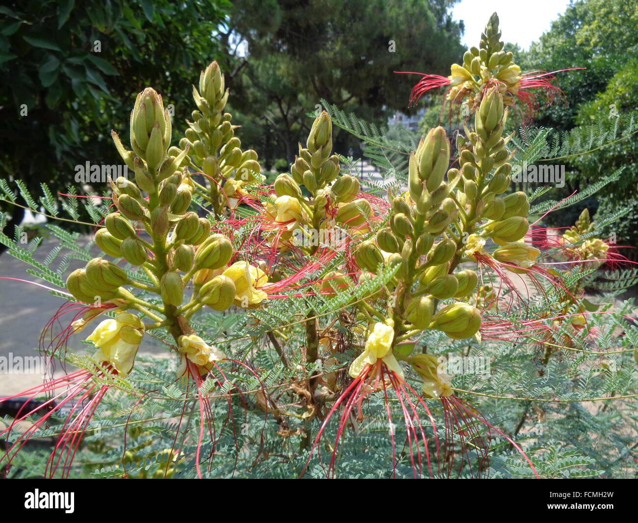 Caesalpinia gilliesii Stock Photo Alamy
