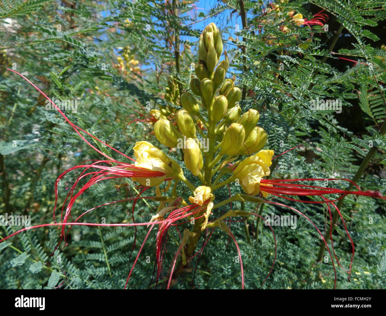 Caesalpinia gilliesii Stock Photo Alamy