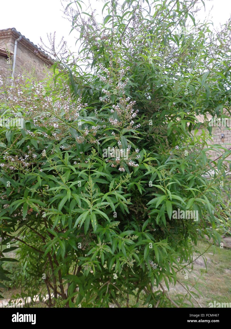 Lemon Verbena (Lippia Citriodora) Organic CO2 Extract – Rising Sun