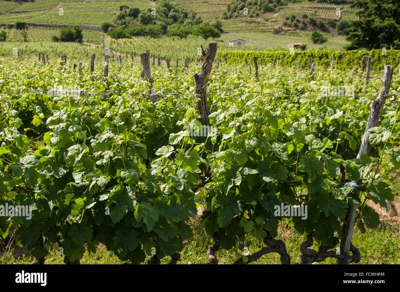 Vineyard, vine industry, Cornas , Ardeche, Rhone ALpes, Rhone Valley, France, Europe. Stock Photo