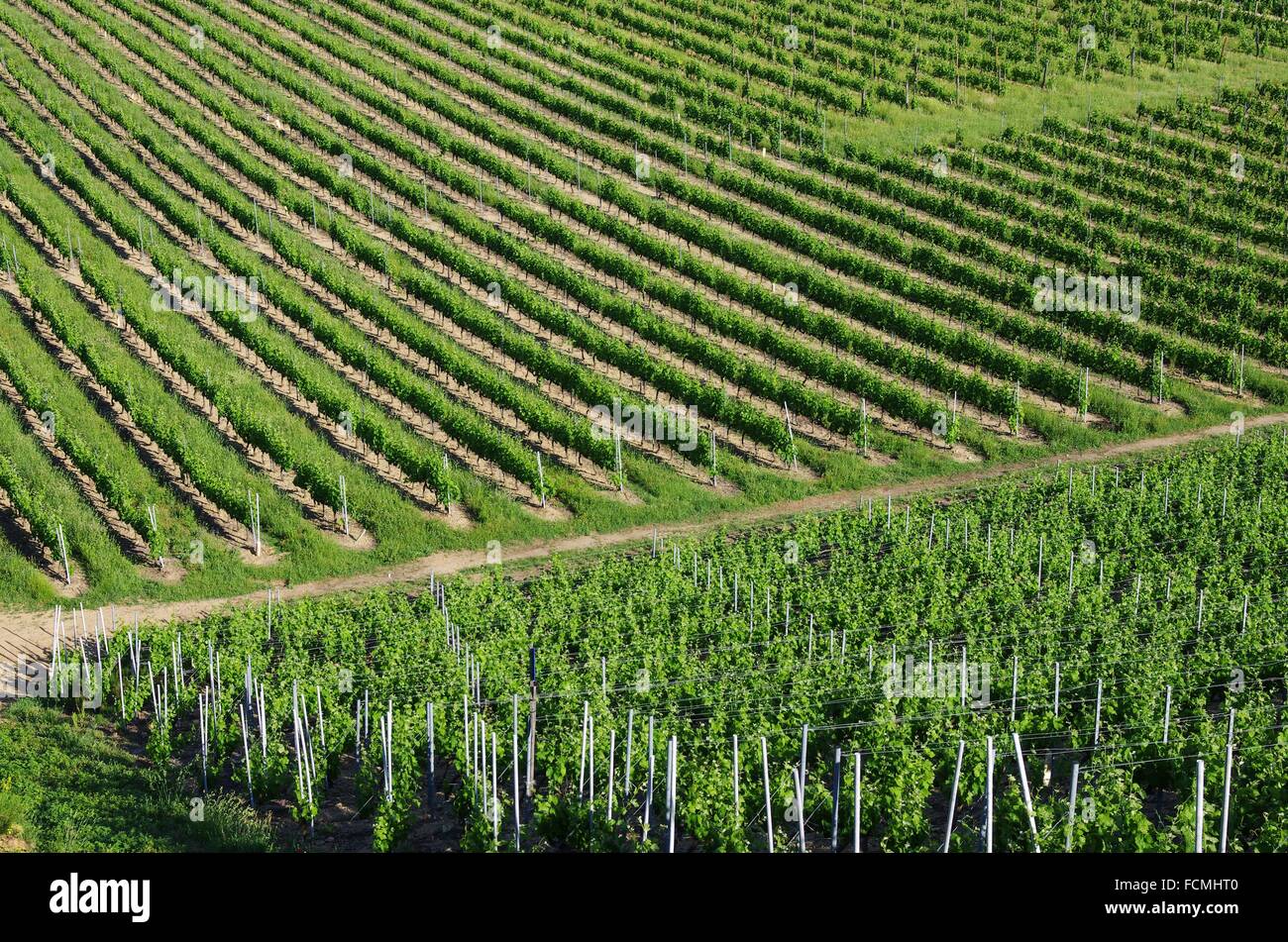 Vineyard, vine industry, Cornas , Ardeche, Rhone ALpes, Rhone Valley, France, Europe. Stock Photo