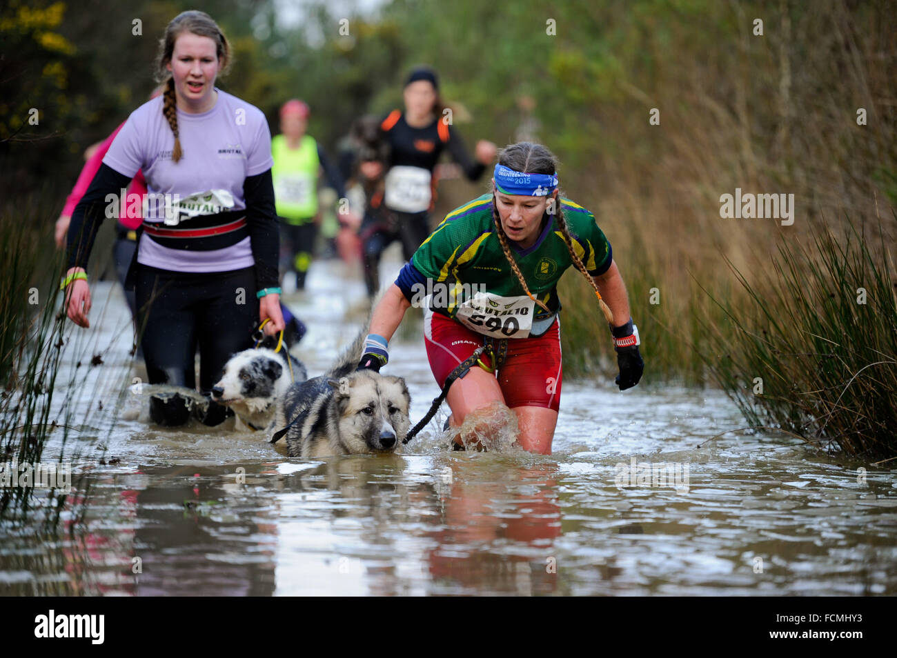 Aldershot, Hants, UK. 23rd January, 2016. Sarah Francis and Dog Oki  struggle through the flooded streams of the Brutal women only  10km canicross race at Long valley Aldershot Hampshire having to break the ice as the make there way around the course .  The recent weather made the Brutal 10km off road course live up to its name as the puddles and streams where up to waste height in many places with early runners having to break the ice as they entered the water.  Credit:  PBWPIX/Alamy Live News Stock Photo