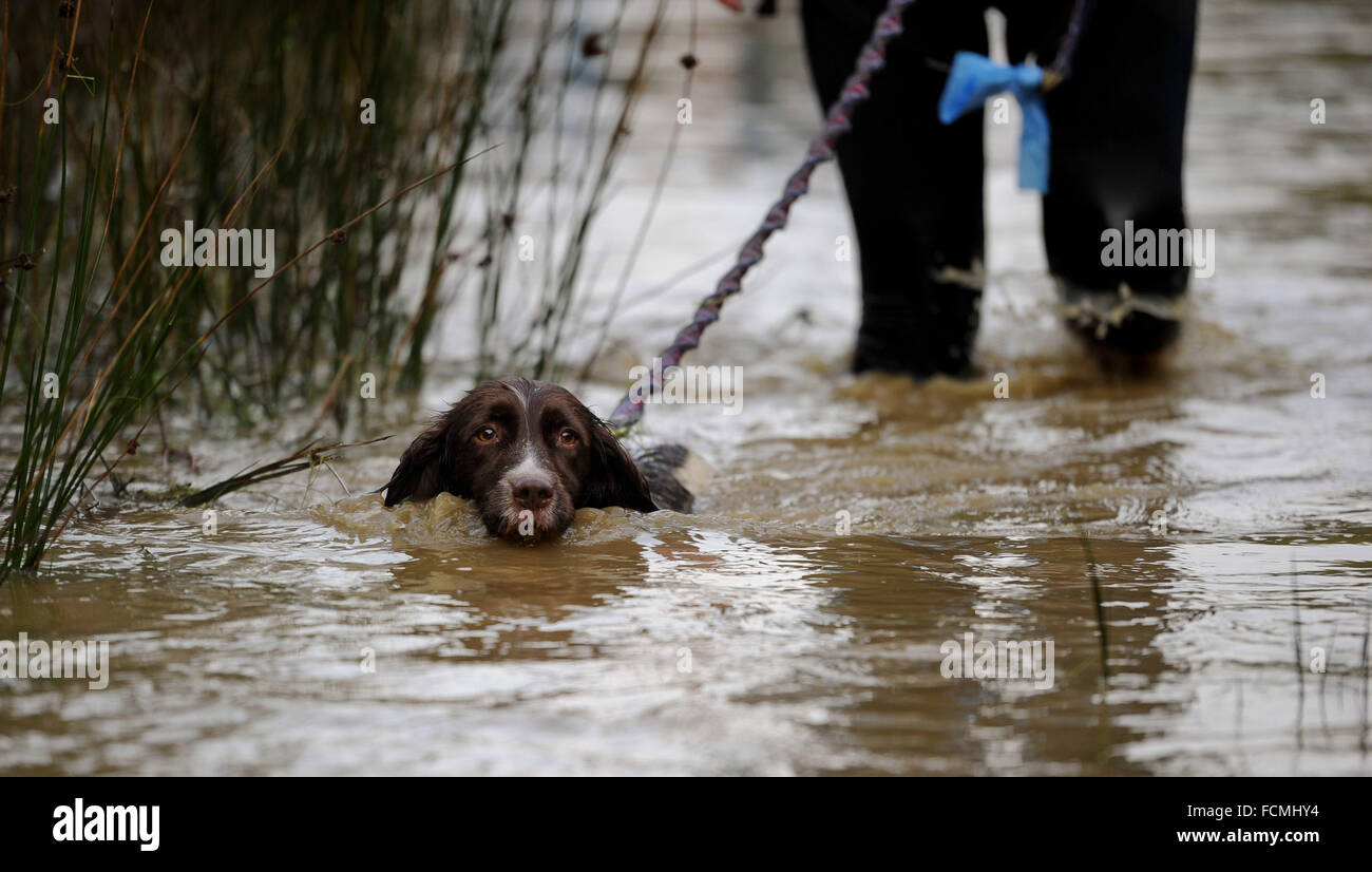 Aldershot, Hants, UK. 23rd January, 2016. Participants of the Brutal women only  10km canicross race at Long valley Aldershot Hampshire struggle with  streams and puddles that are flooded including this dog that had to swim  due to the recent bad weather.  The recent weather made the Brutal 10km off road course live up to its name as the puddles and streams where up to waste height in many places with early runners having to break the ice as they entered the water.  Credit:  PBWPIX/Alamy Live News Stock Photo