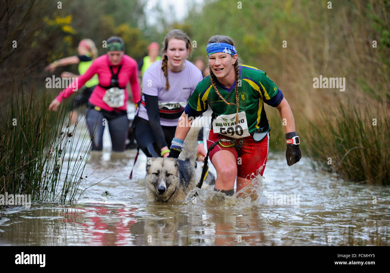 Aldershot, Hants, UK. 23rd January, 2016. Sarah Francis and Dog Oki  struggle through the flooded streams of the Brutal women only  10km canicross race at Long valley Aldershot Hampshire having to break the ice as the make there way around the course .  The recent weather made the Brutal 10km off road course live up to its name as the puddles and streams where up to waste height in many places with early runners having to break the ice as they entered the water.  Credit:  PBWPIX/Alamy Live News Stock Photo