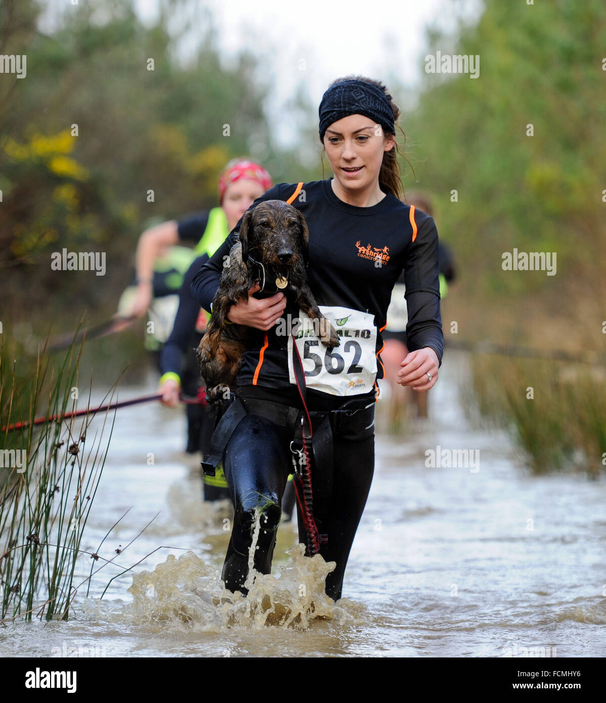 Aldershot, Hants, UK. 23rd January, 2016. Bronwyn Hal with her dog Sawyer  struggle through the flooded streams of the Brutal women only  10km canicross race at Long valley Aldershot Hampshire having to break the ice as the make there way around the course .  The recent weather made the Brutal 10km off road course live up to its name as the puddles and streams where up to waste height in many places with early runners having to break the ice as they entered the water. Credit:  PBWPIX/Alamy Live News Stock Photo