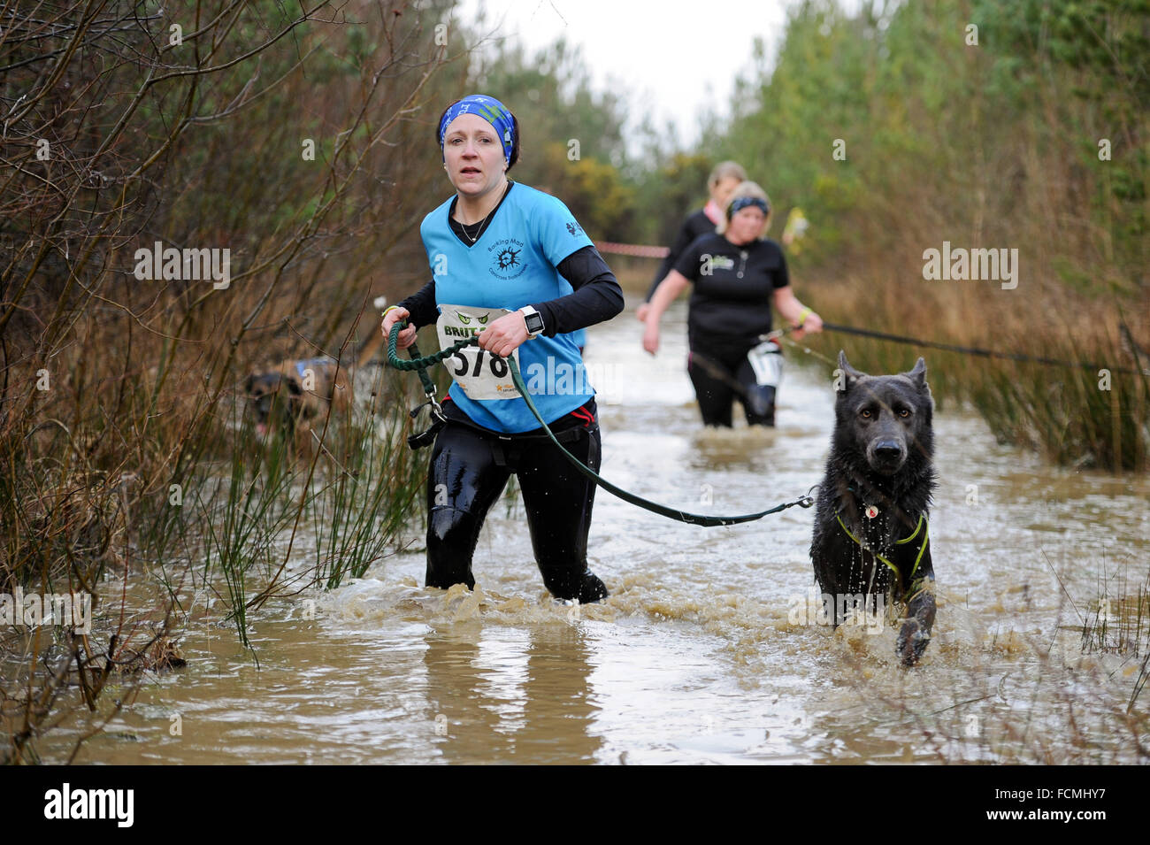 Aldershot, Hants, UK. 23rd January, 2016. Karen Connolly and her dog Ash  struggle through the flooded streams of the Brutal women only  10km canicross race at Long valley Aldershot Hampshire having to break the ice as the make there way around the course .  The recent weather made the Brutal 10km off road course live up to its name as the puddles and streams where up to waste height in many places with early runners having to break the ice as they entered the water.  Credit:  PBWPIX/Alamy Live News Stock Photo