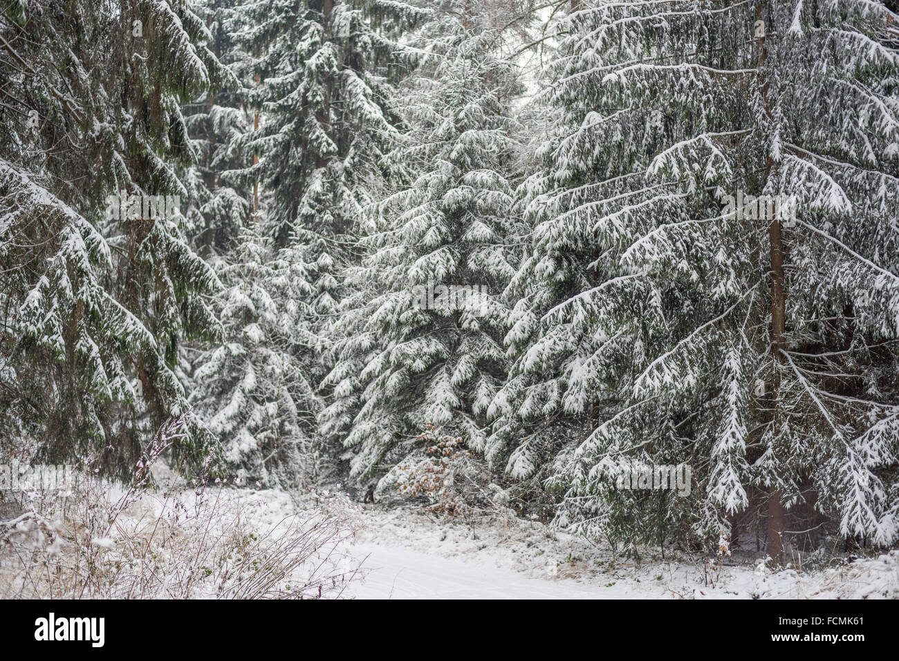Spruce trees forest covered with snow silent winter Picea abies Stock ...