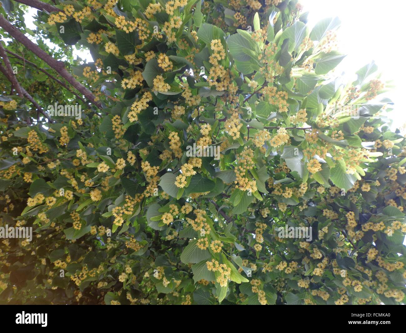 Tilia sp Stock Photo - Alamy