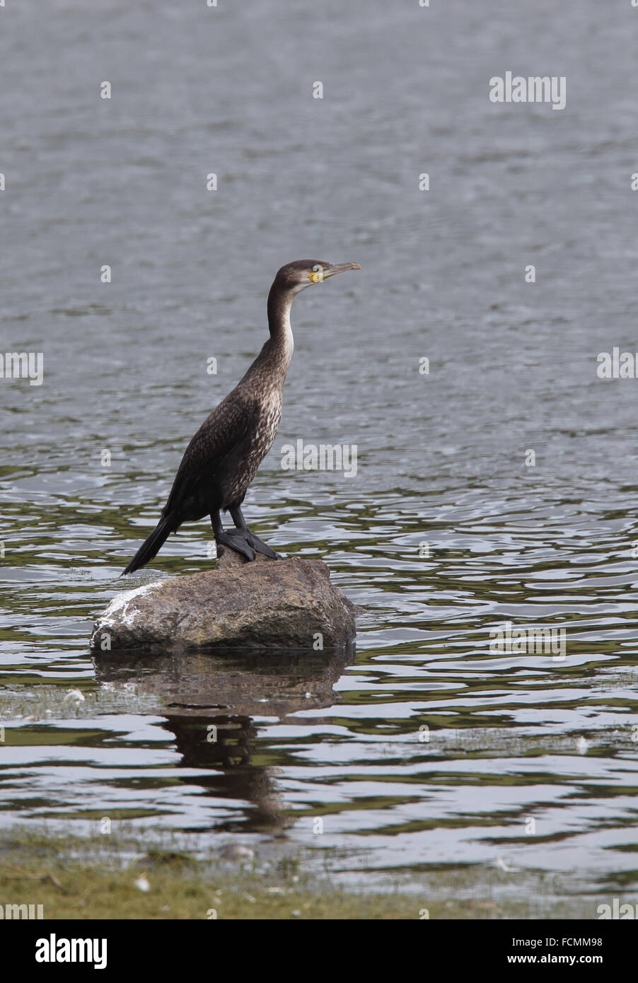 Young Cormorant (Phalacrocorax carbo) standing on a rock, Drift Reservoir, Cornwall, England, UK. Stock Photo