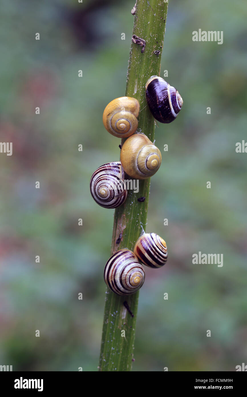White lipped snail uk hires stock photography and images Alamy