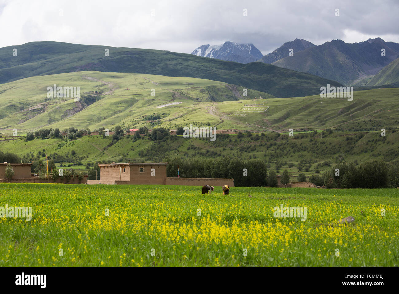 Shaluli mountain pasture Stock Photo Alamy