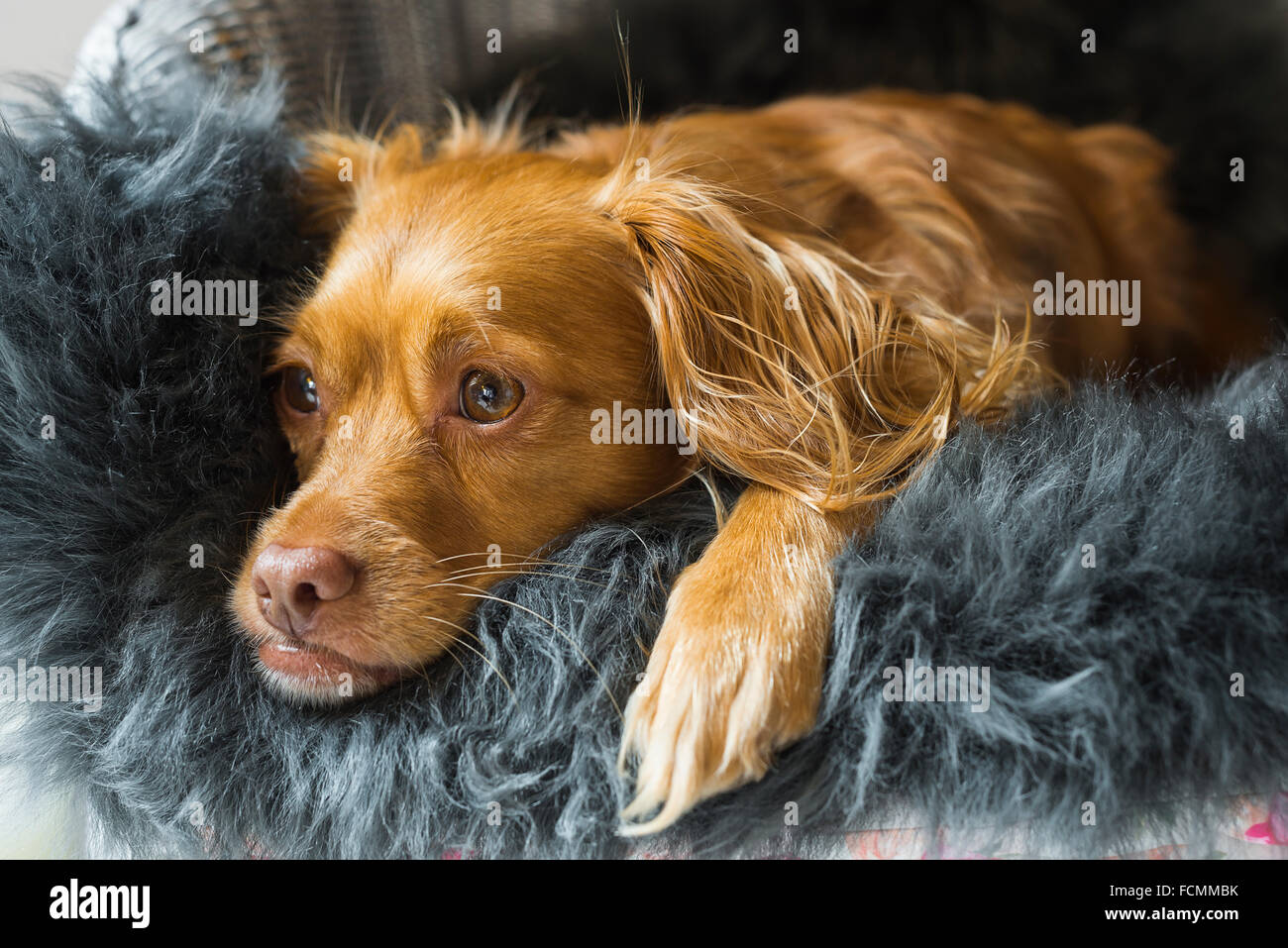 Spaniel mixed breed dog resting and posing on a fluffy sheepskin rug Stock Photo