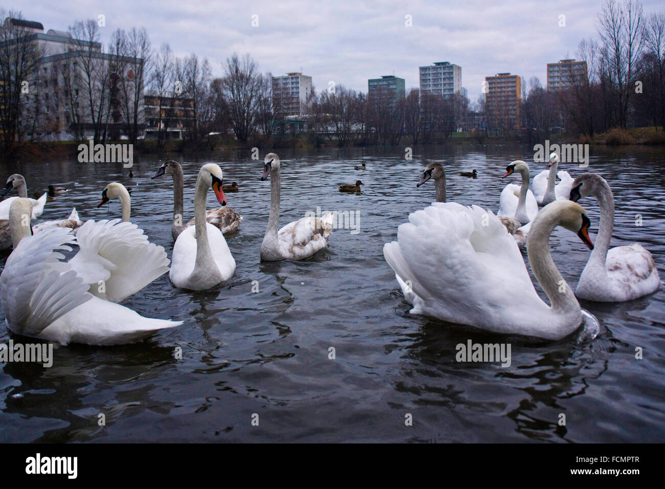 white mute swans swimming in a pond Stock Photo