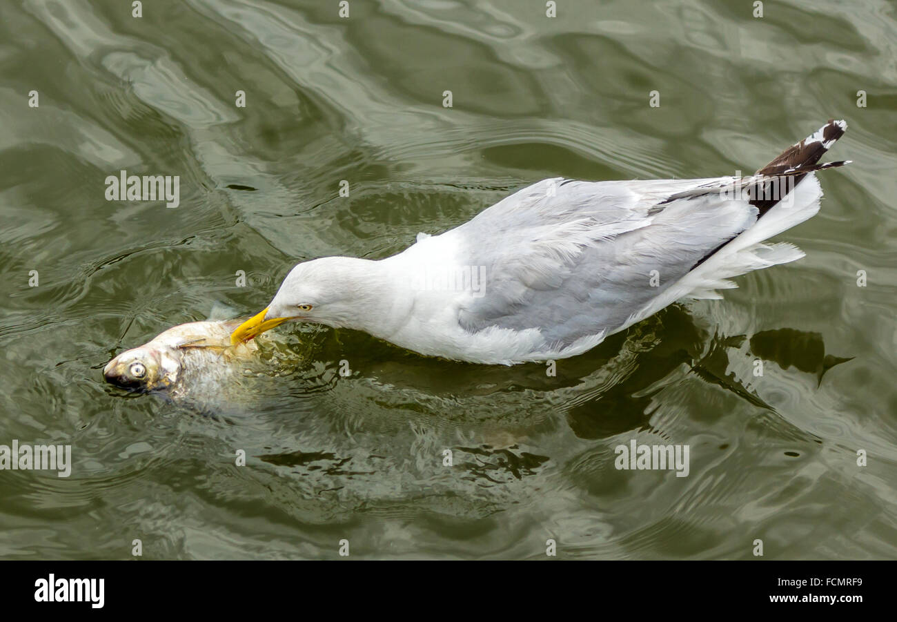 A herring gull eating a common fresh water bream Stock Photo Alamy
