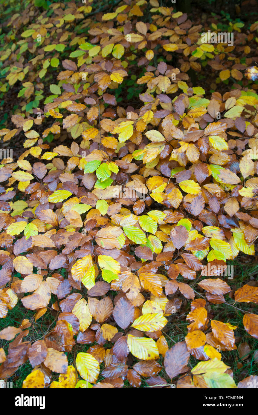 Autumnal beech tree leaves hi-res stock photography and images - Alamy