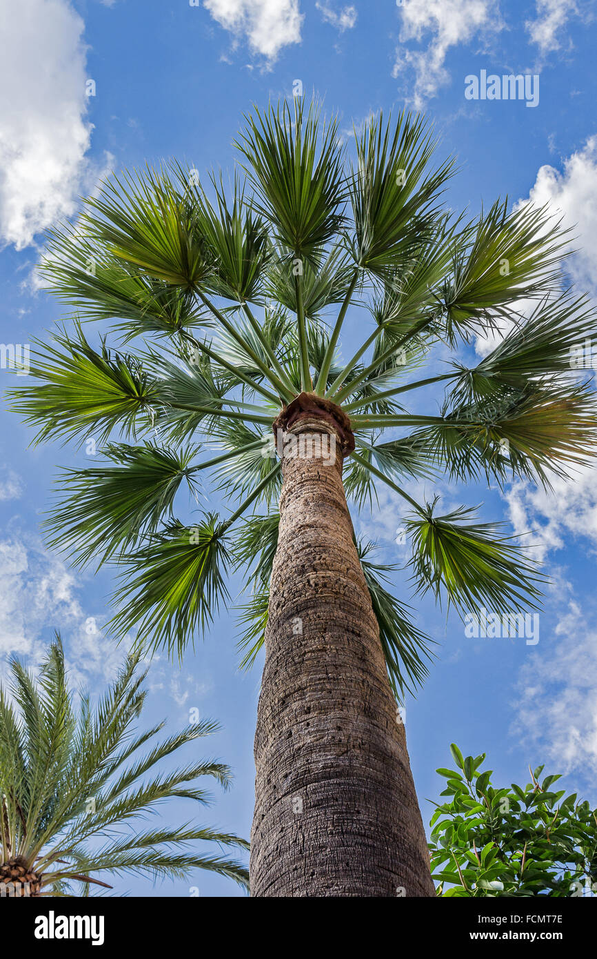 palm, view from above, seen in the city of palma de mallorca old town island of mallorca balearic islands spain Stock Photo