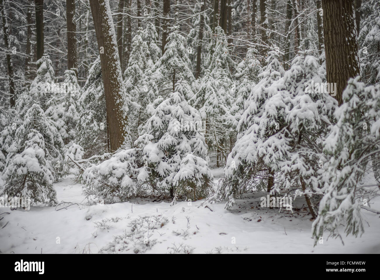 Spruce trees forest covered with snow silent winter Picea abies Stock ...