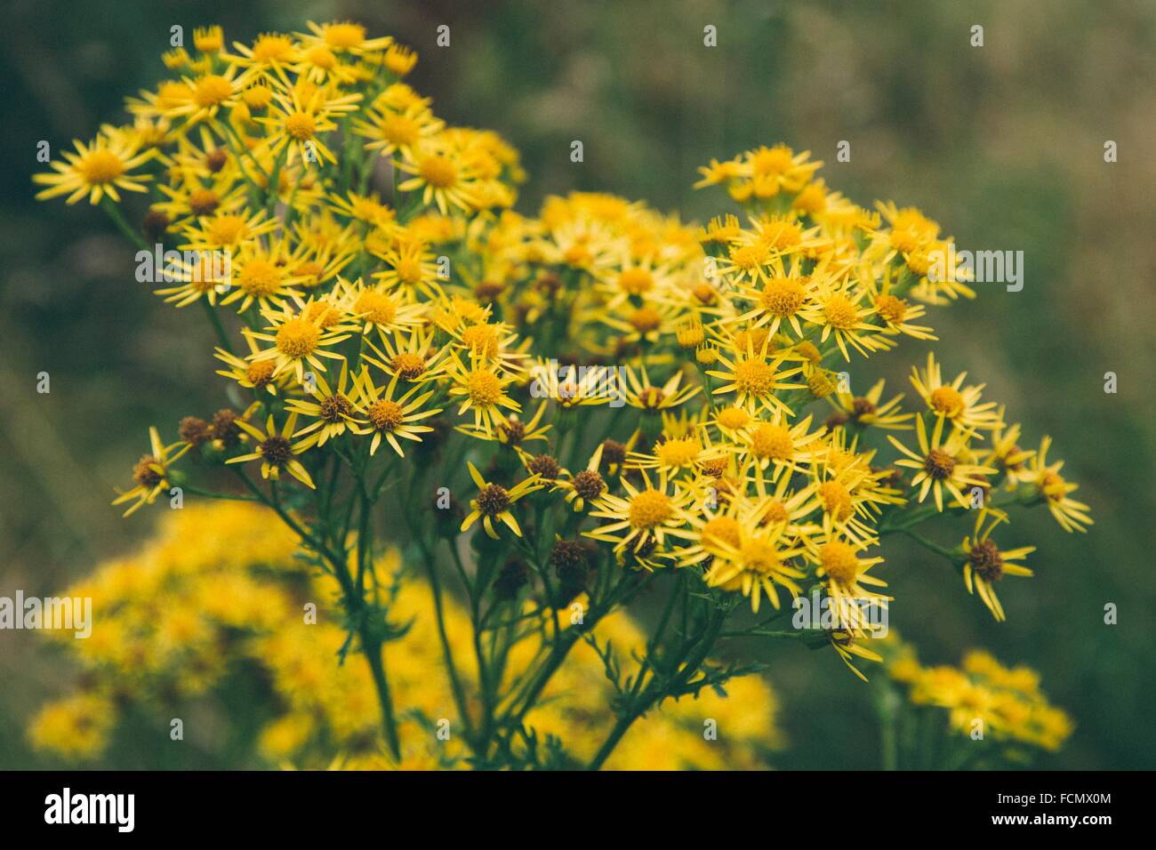 Summer Flowers in Ireland Stock Photo Alamy