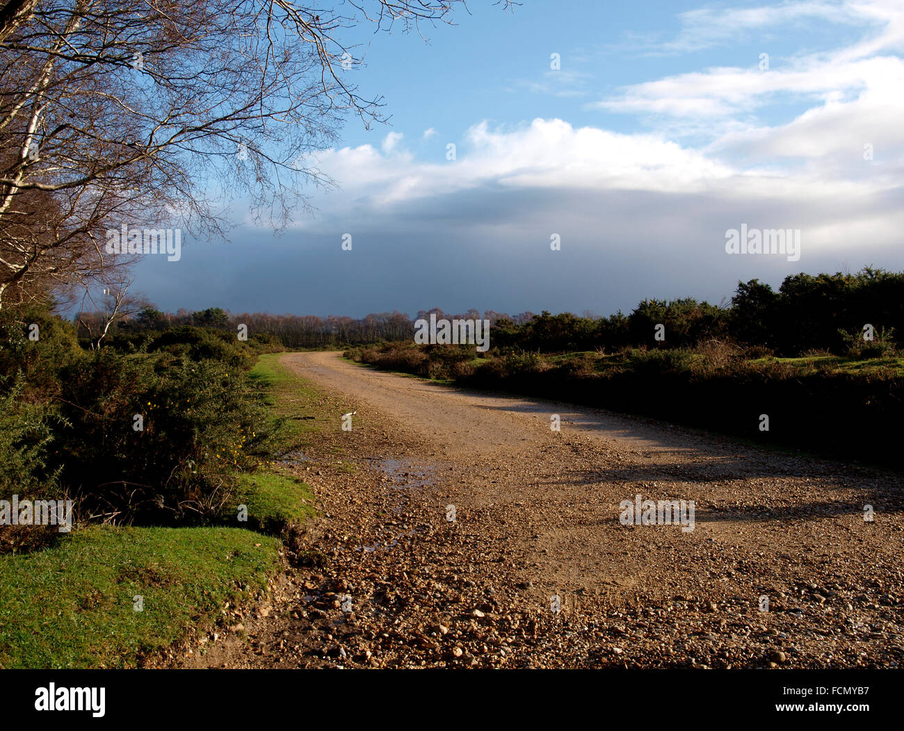 Country road, The New Forest, Hampshire, UK Stock Photo