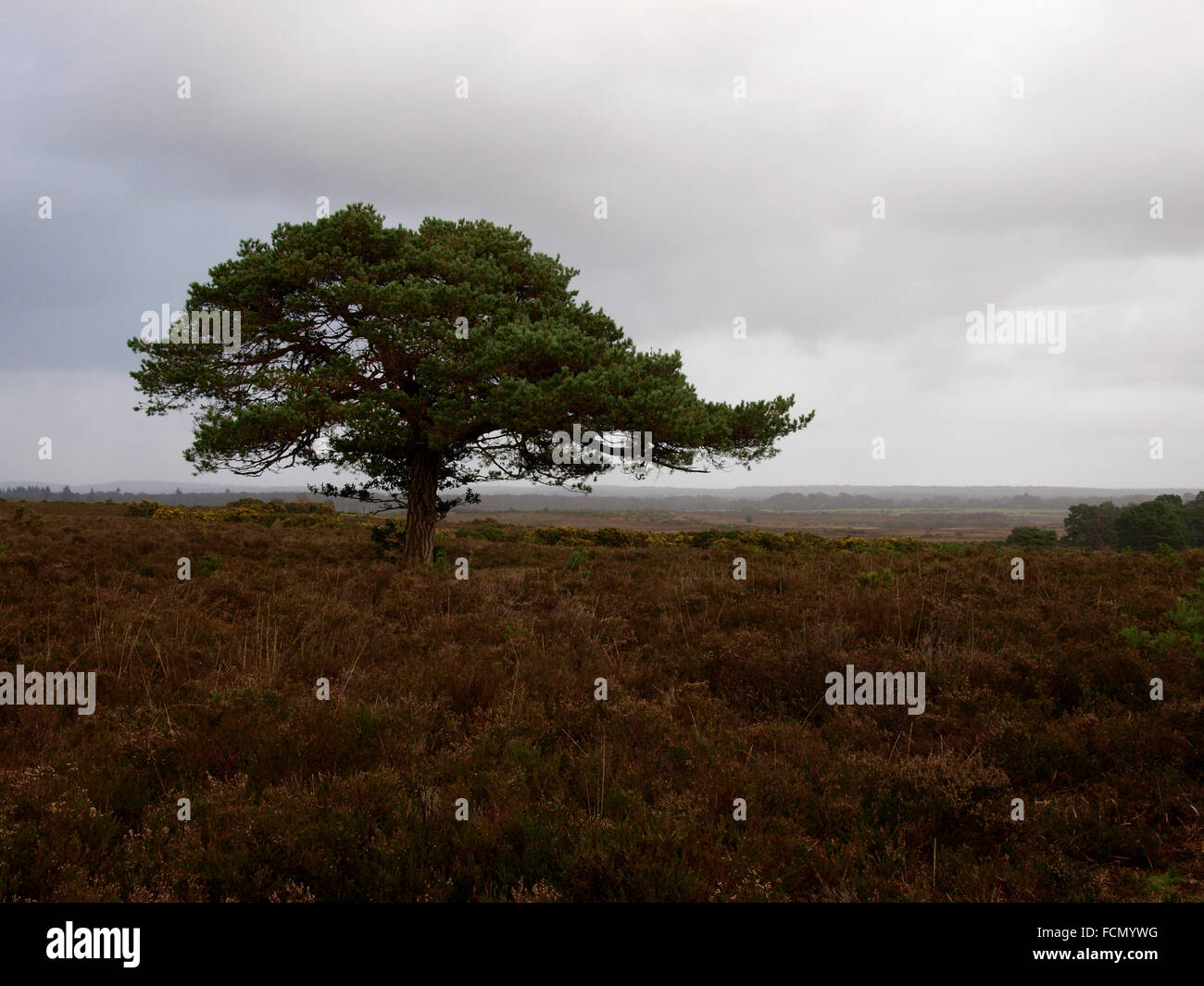 Lone moorland tree, The New forest, Hampshire, UK Stock Photo