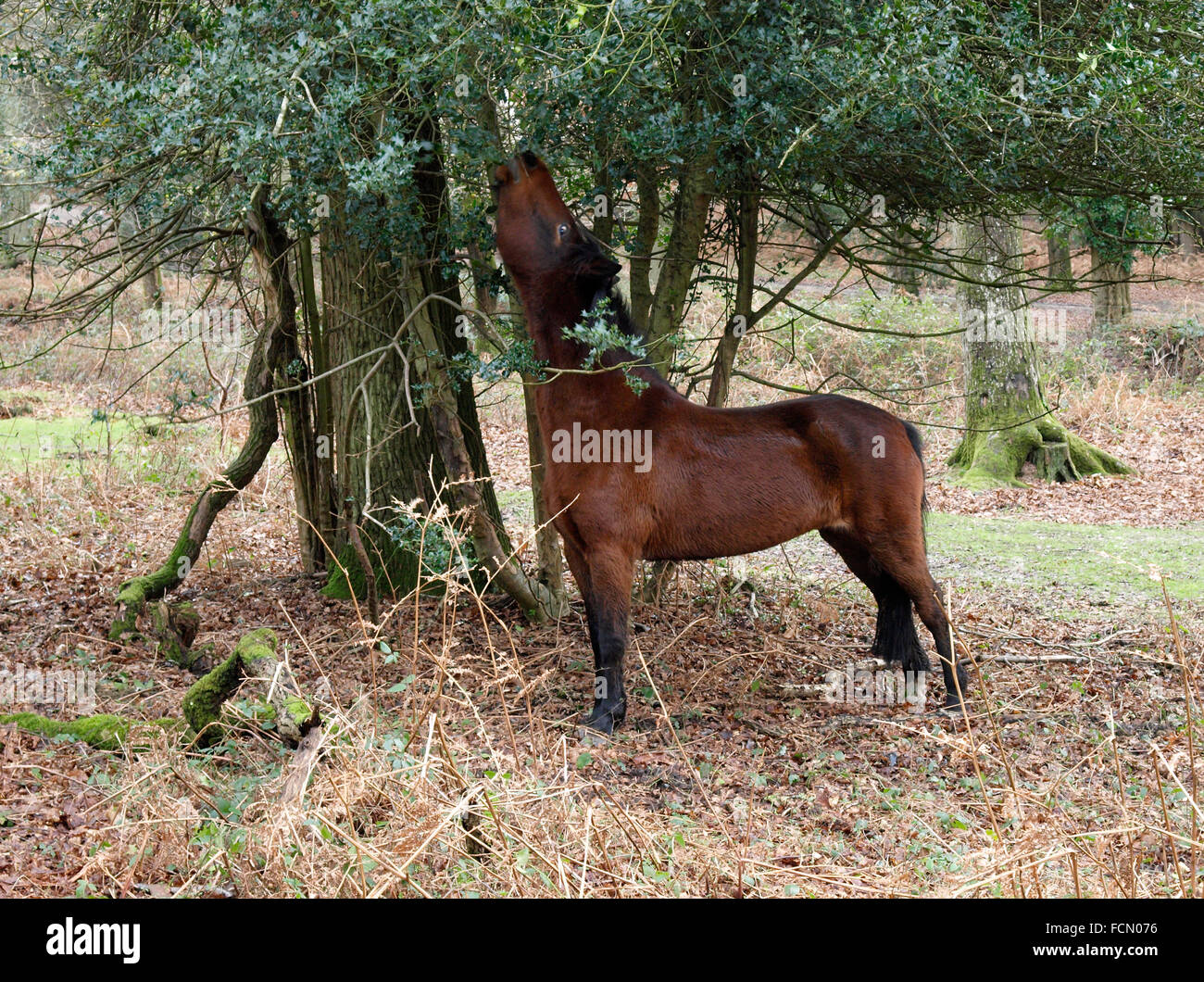 New Forest pony eating holly, Hampshire, UK Stock Photo