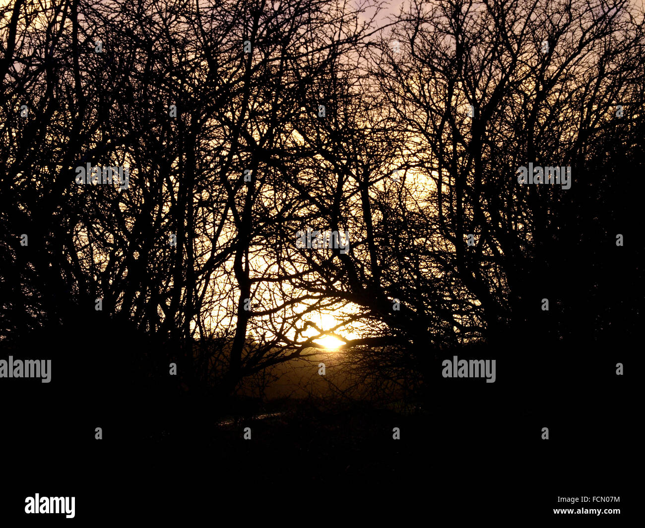 Sunset behind trees, The New Forest, Hampshire, UK Stock Photo
