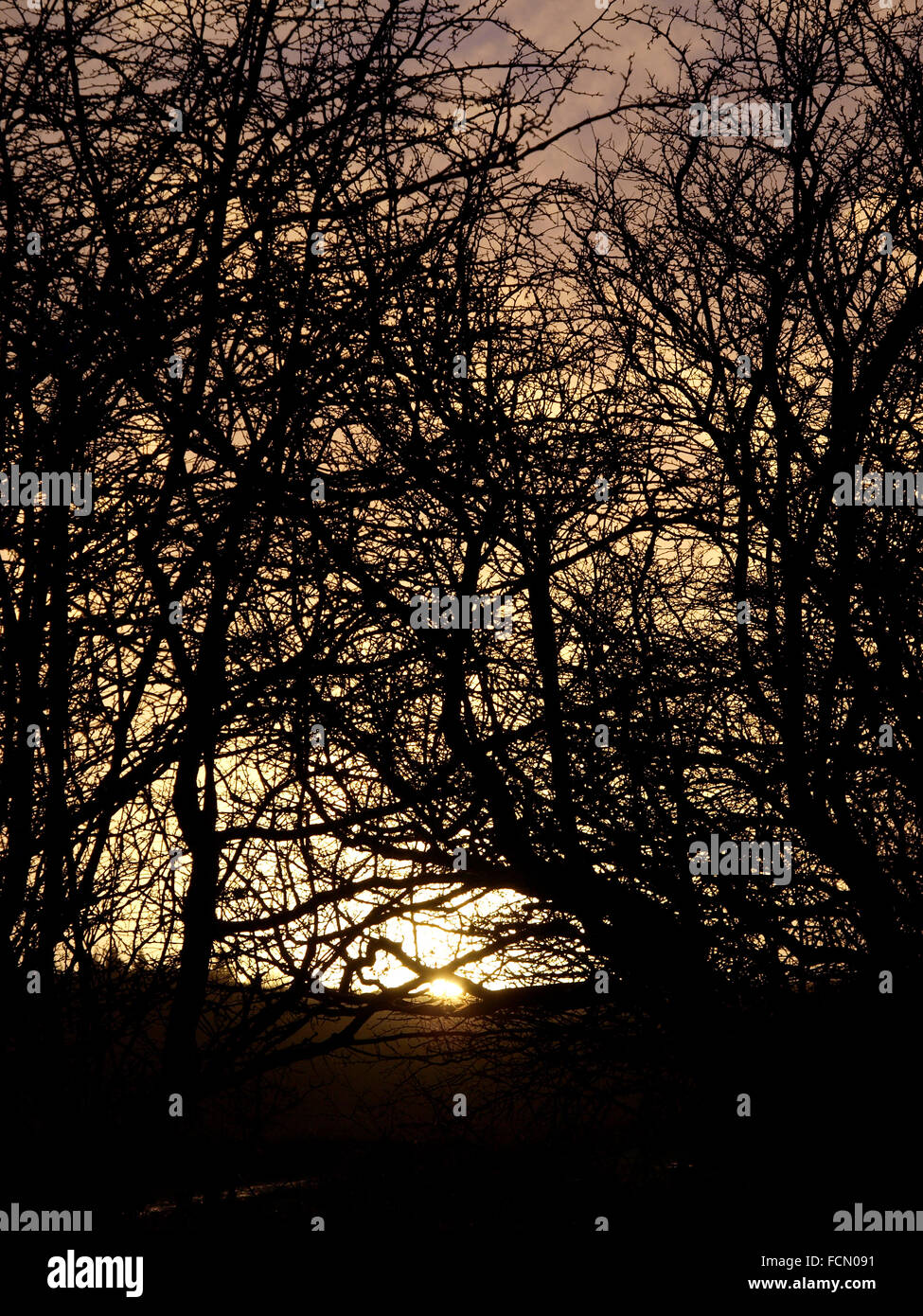 Sunset behind trees, The New Forest, Hampshire, UK Stock Photo
