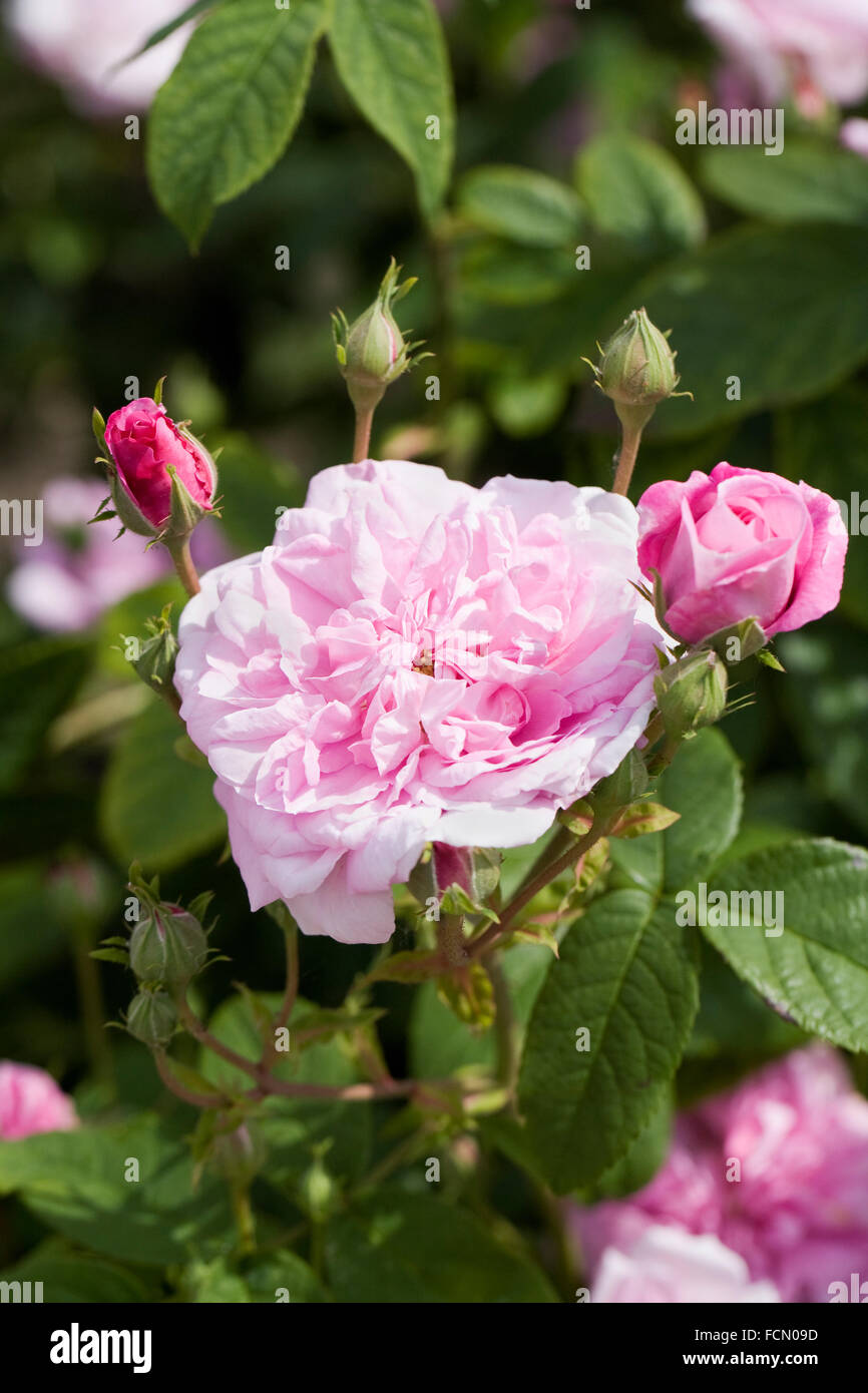 Rosa. Pink shrub rose in an English garden. Stock Photo