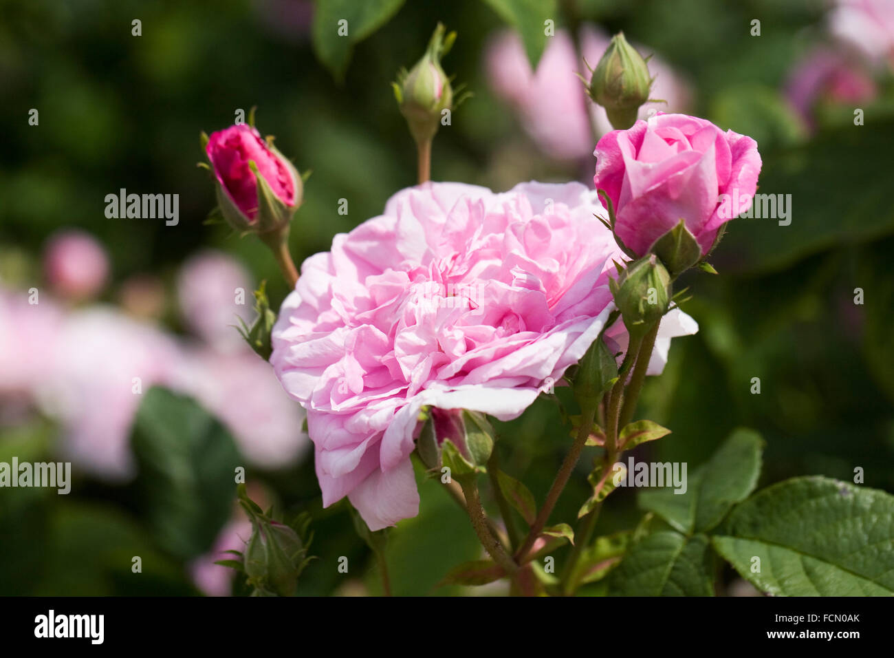 Rosa. Pink shrub rose in an English garden. Stock Photo