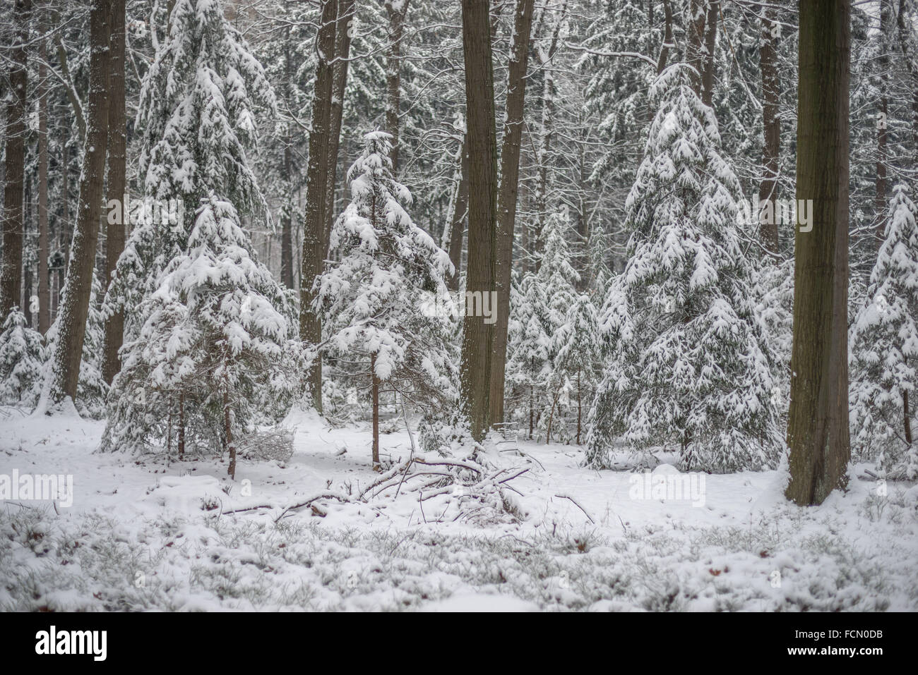Silent chilly winer forest covered with snow Stock Photo