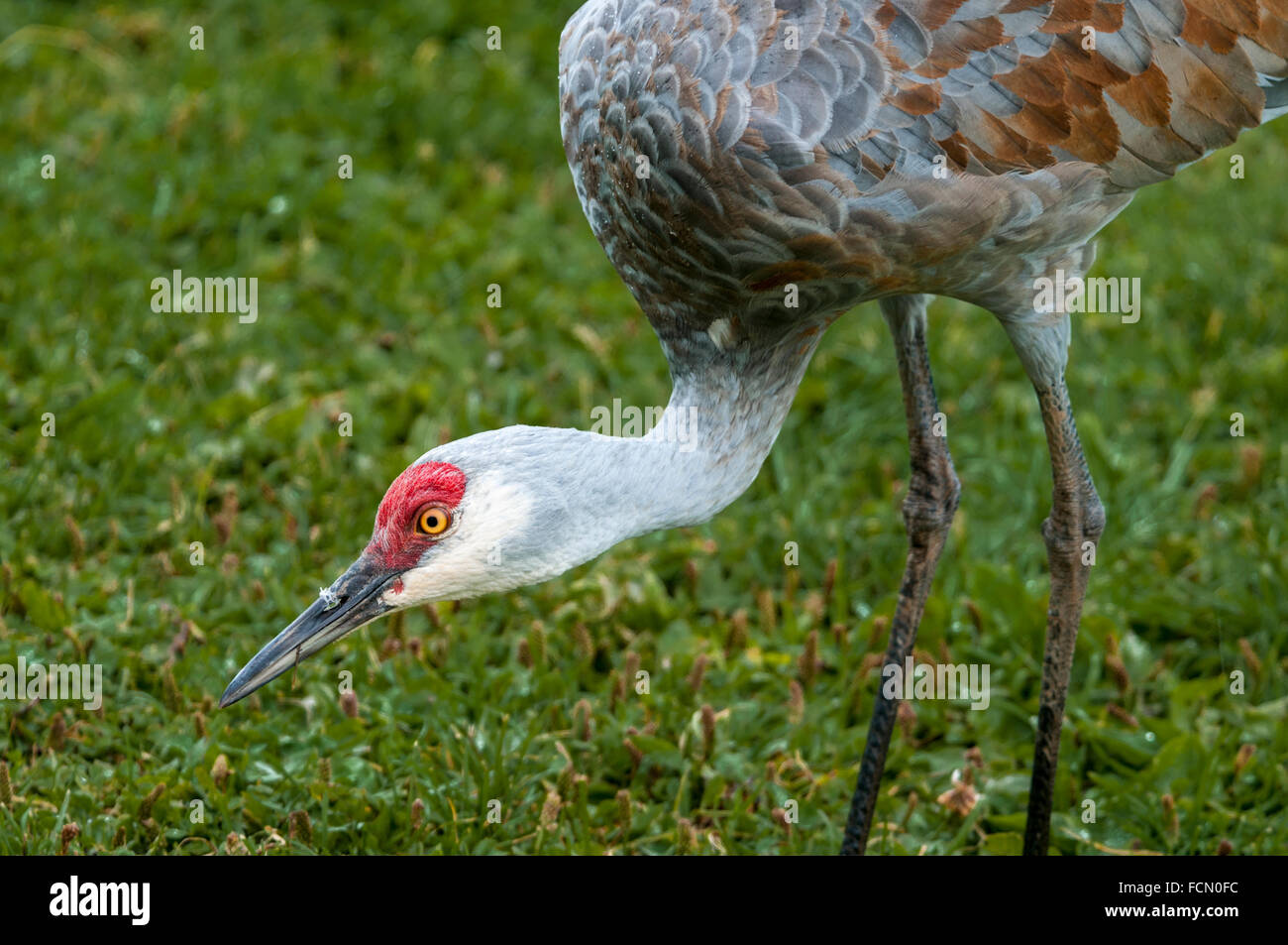 Side view of Lesser Sandhill Crane, Grus canadensis canadensis, Homer, Alaska, USA Stock Photo